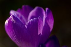 Crocus