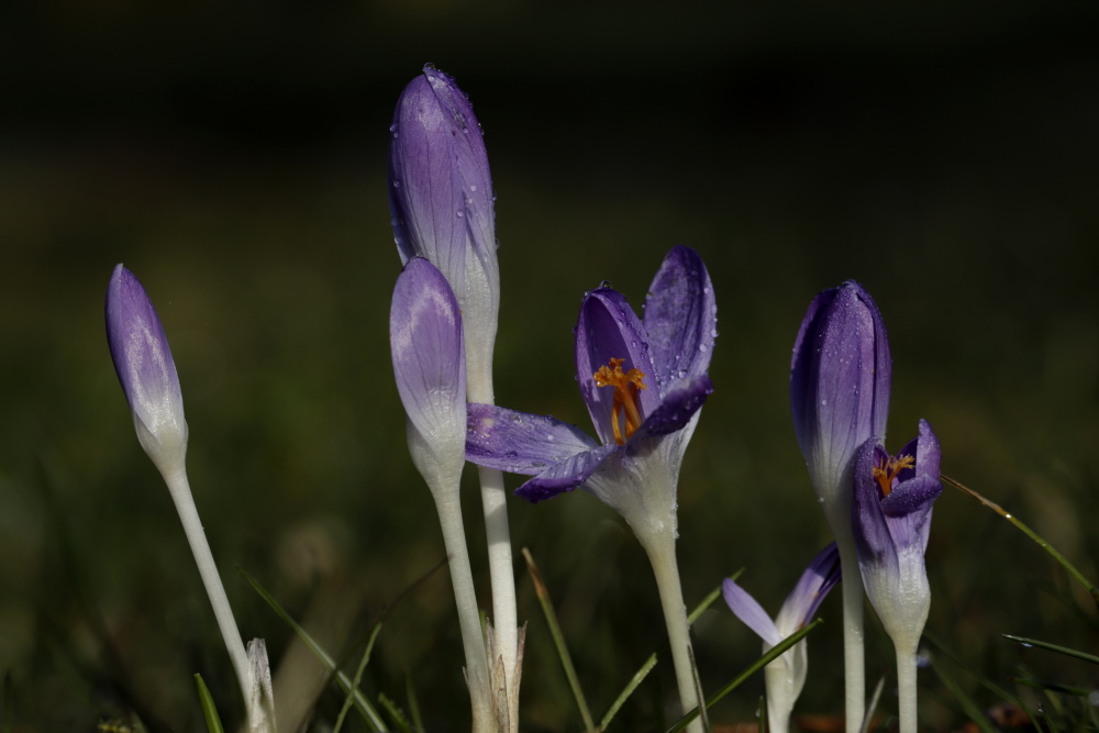 Crocus