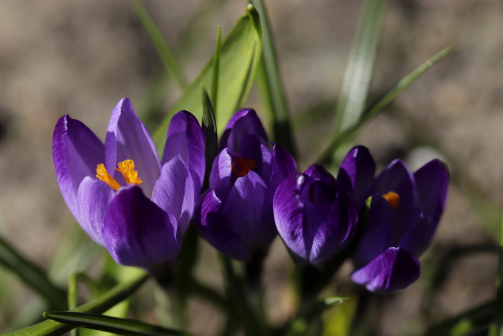 Crocus