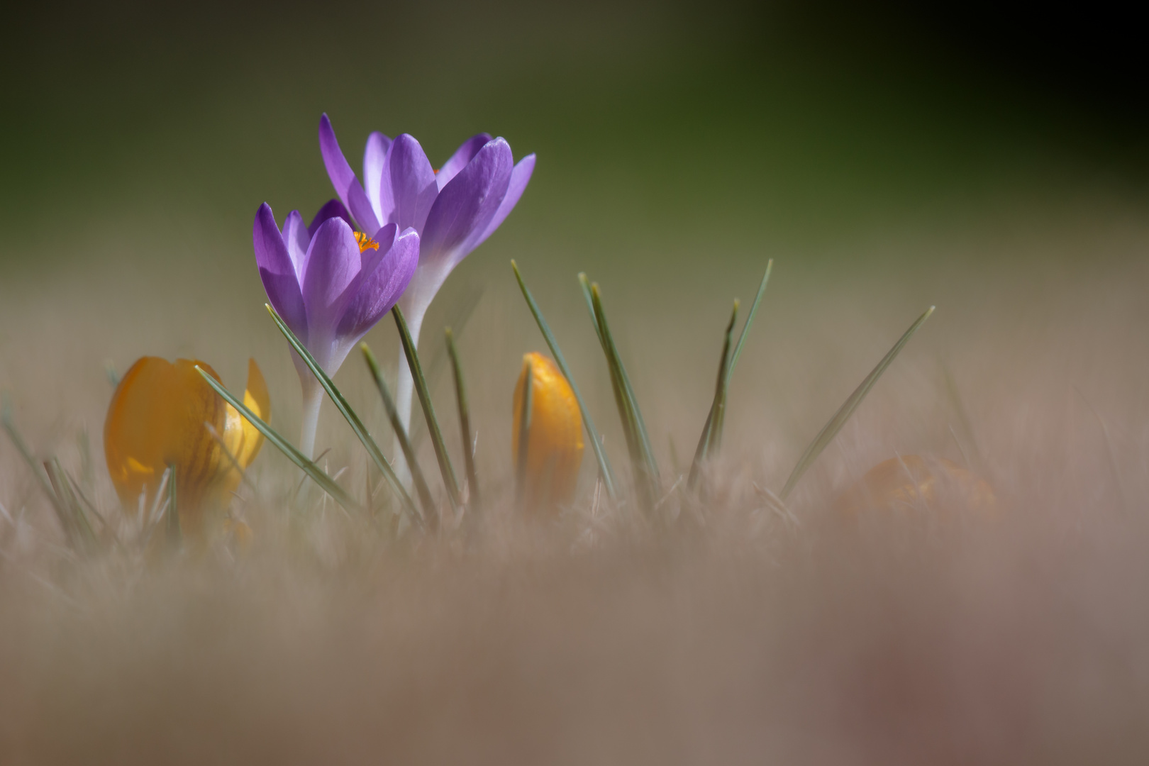 Crocus