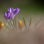 Crocus