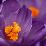 crocus