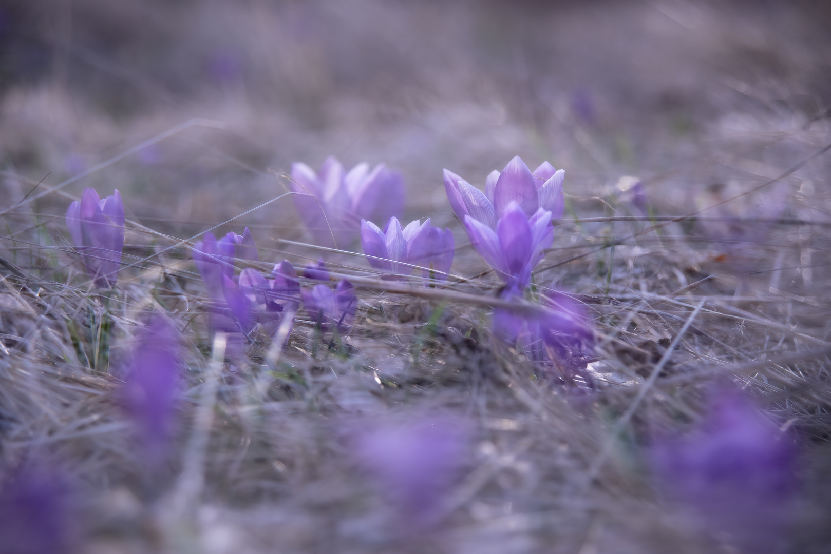 Crocus 