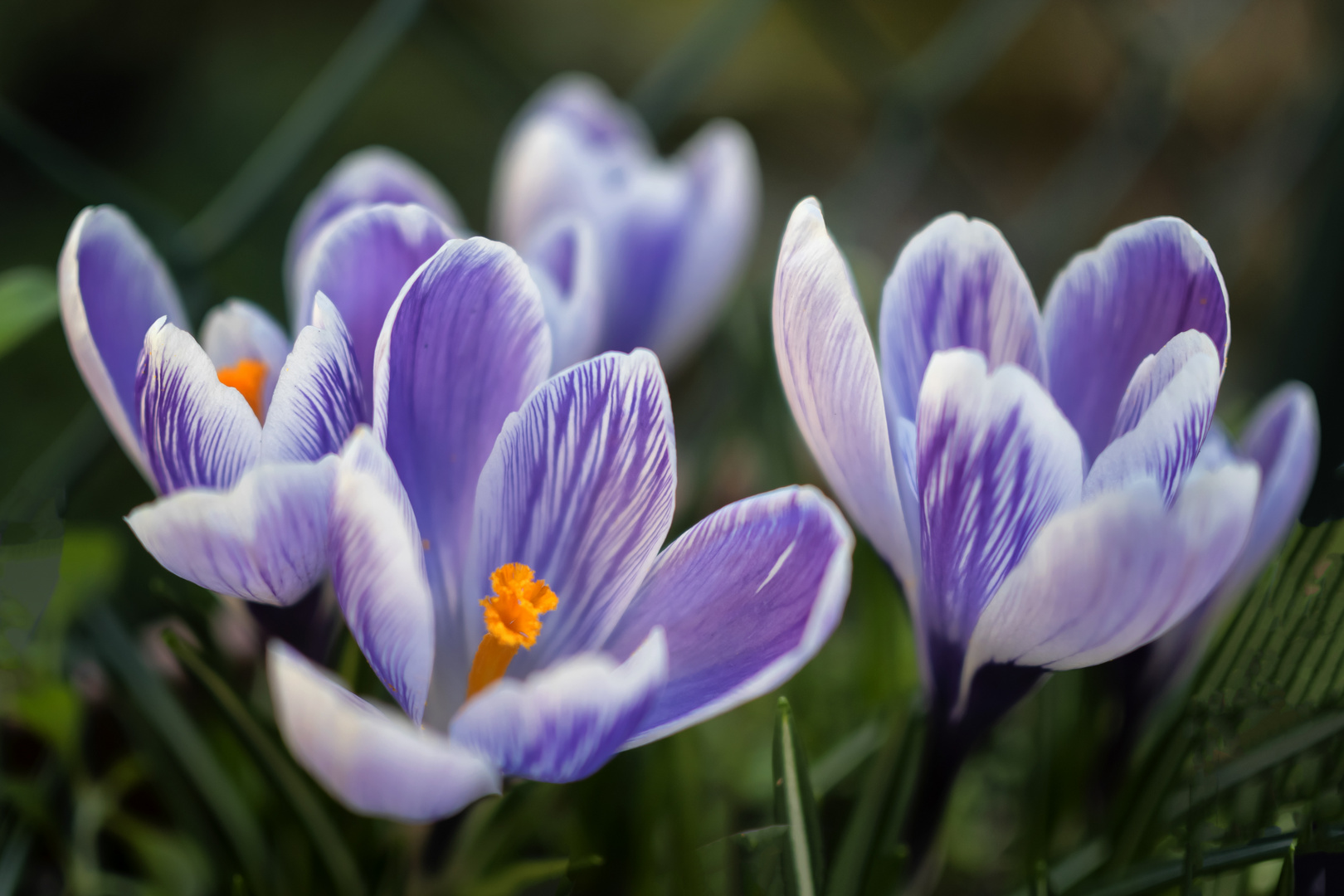 Crocus