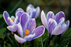 Crocus