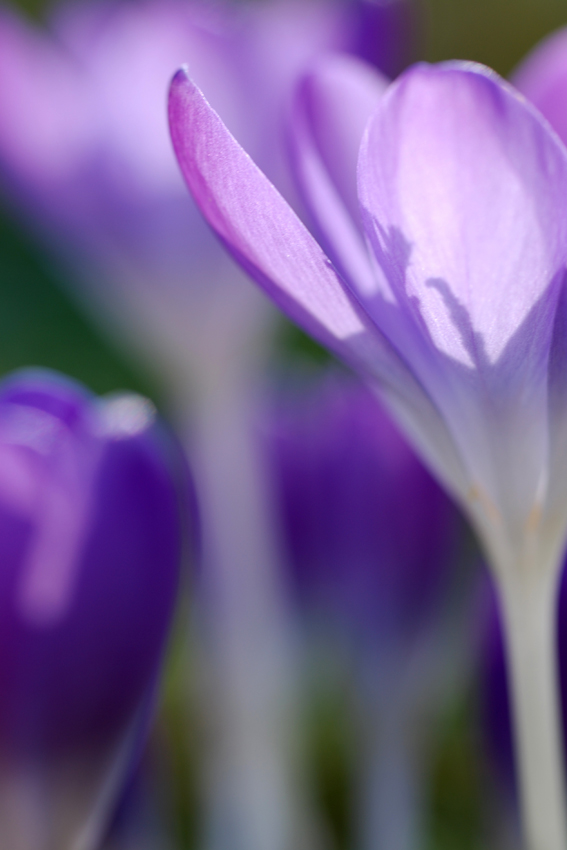 crocus