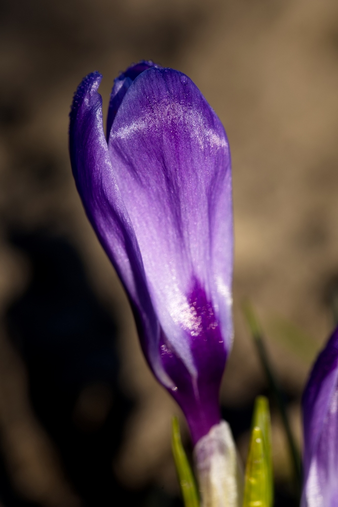 Crocus