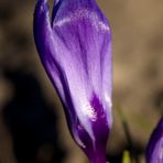Crocus