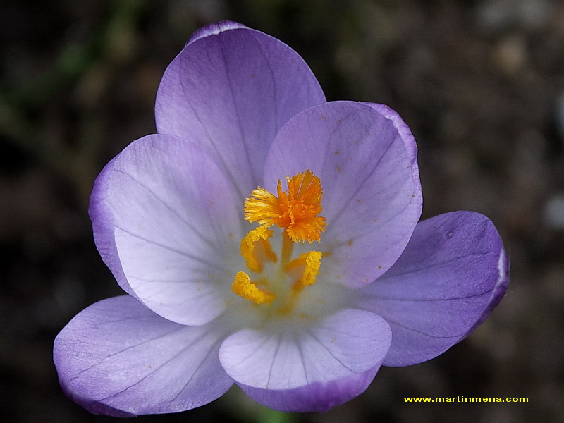 CROCUS