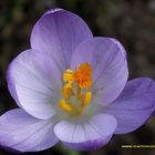 CROCUS