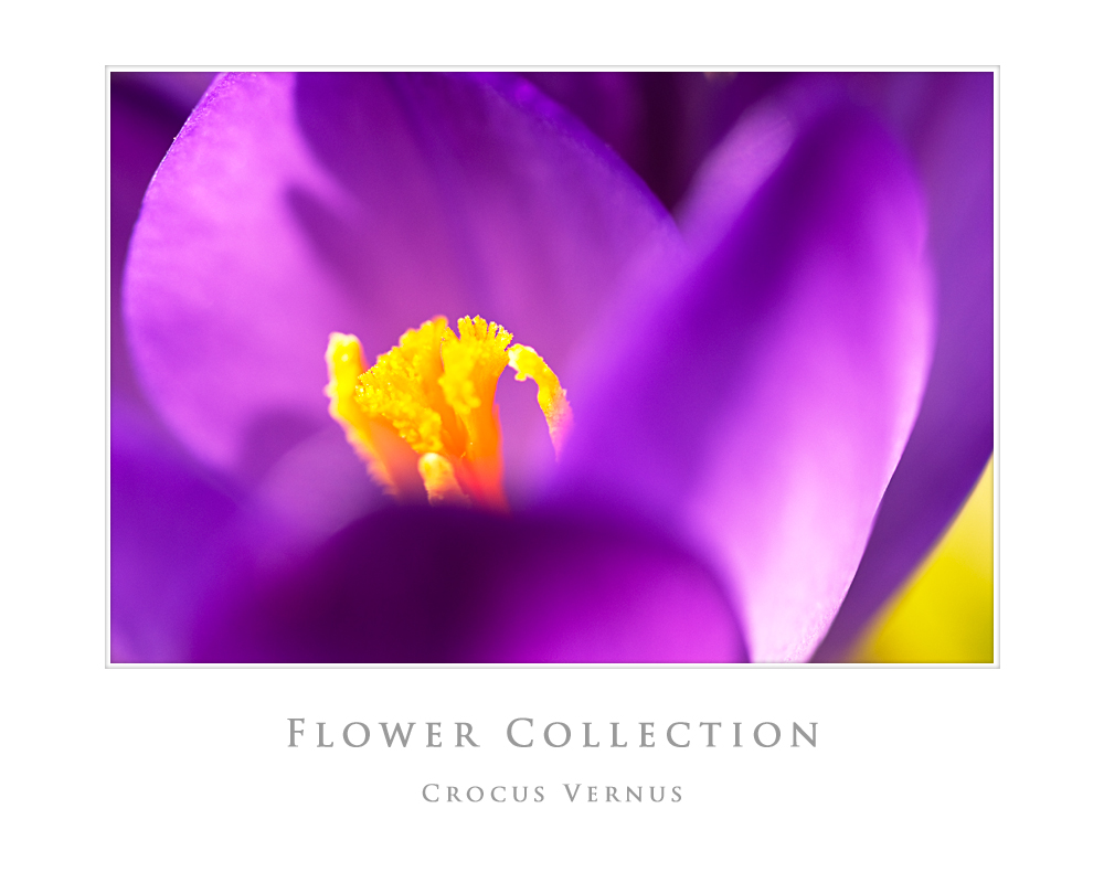 Crocus