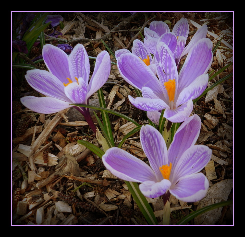 crocus