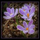 crocus