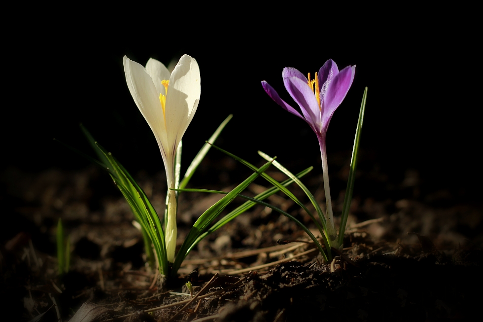 crocus