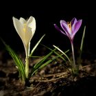 crocus