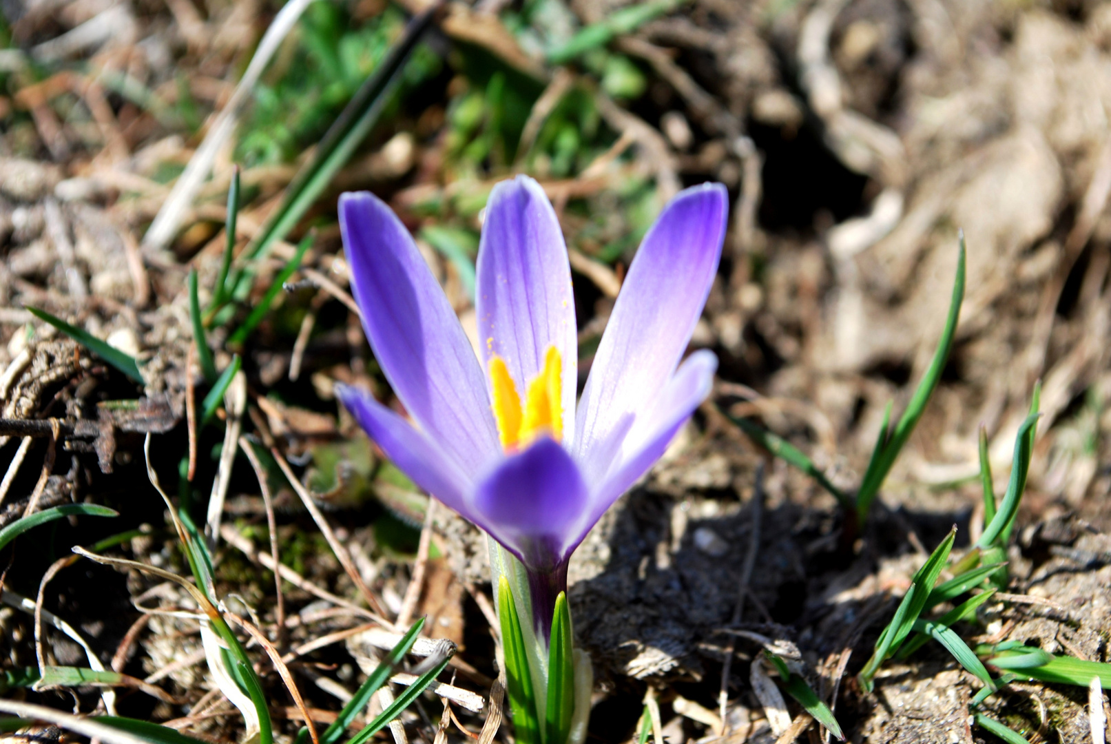 Crocus