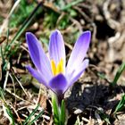 Crocus