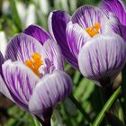 Crocus