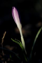 Crocus