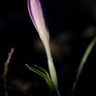 Crocus