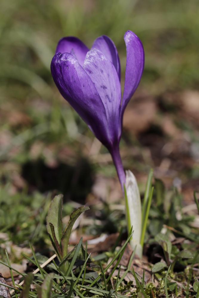 Crocus