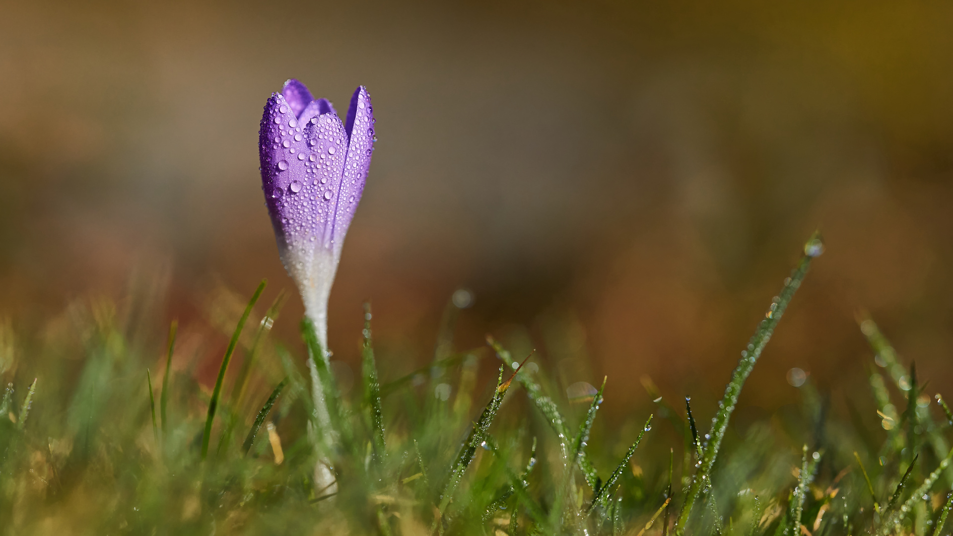 Crocus,