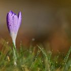 Crocus,