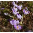 crocus