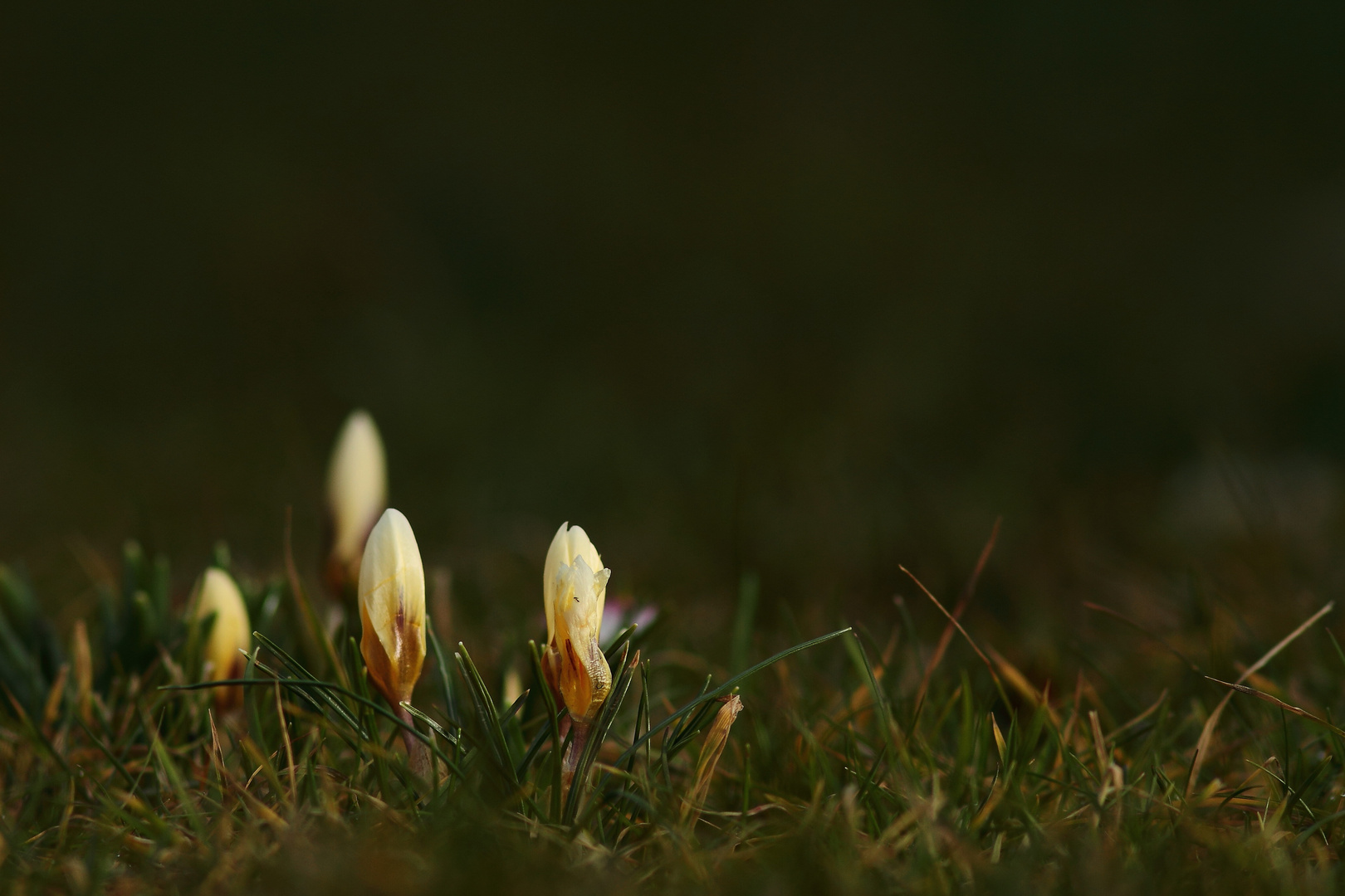 Crocus