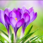 *crocus*