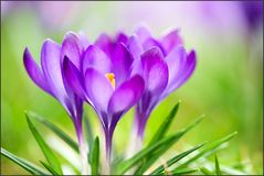 *crocus*