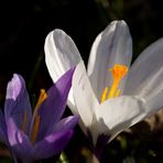 Crocus