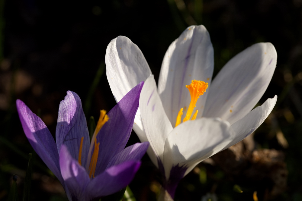Crocus