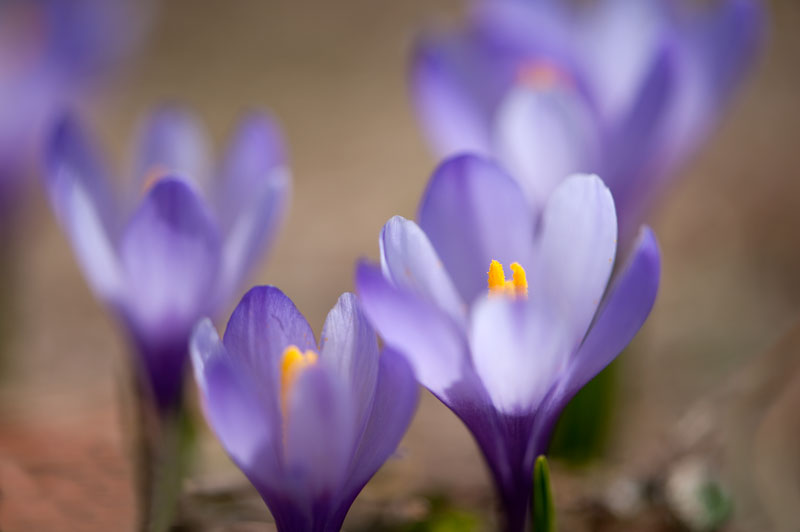 Crocus albiflorus