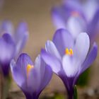 Crocus albiflorus