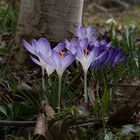 Crocus an Weißbirke