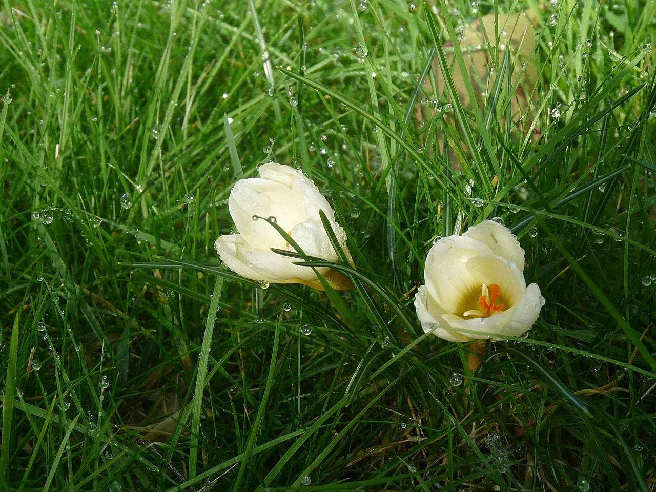 Crocus après la pluie