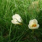 Crocus après la pluie