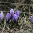 crocus attendant le soleil