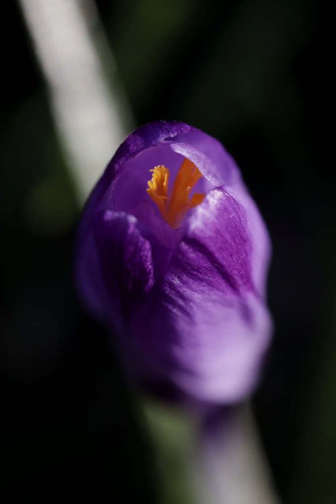 Crocus