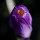 Crocus