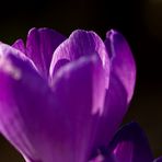 Crocus