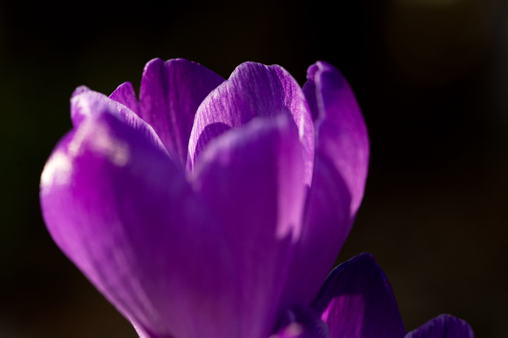Crocus