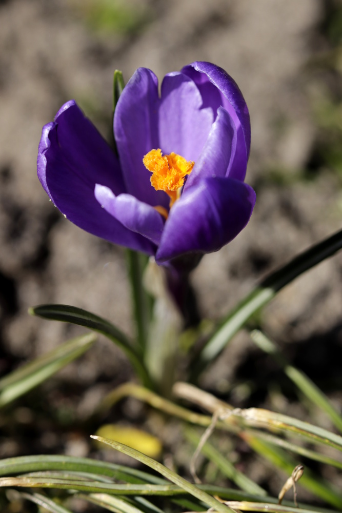 Crocus