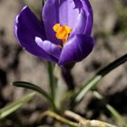 Crocus