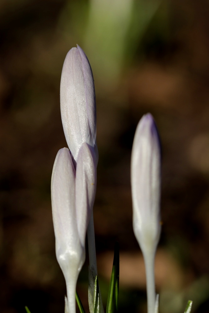 Crocus