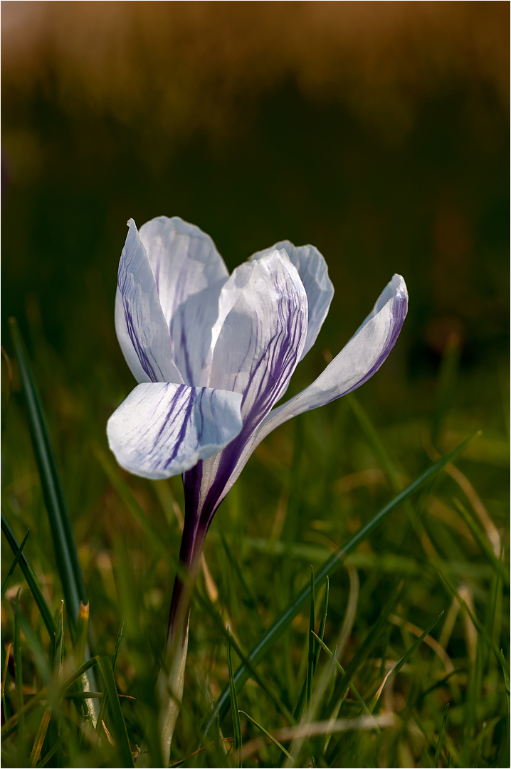 Crocus