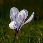 Crocus