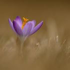 Crocus, 