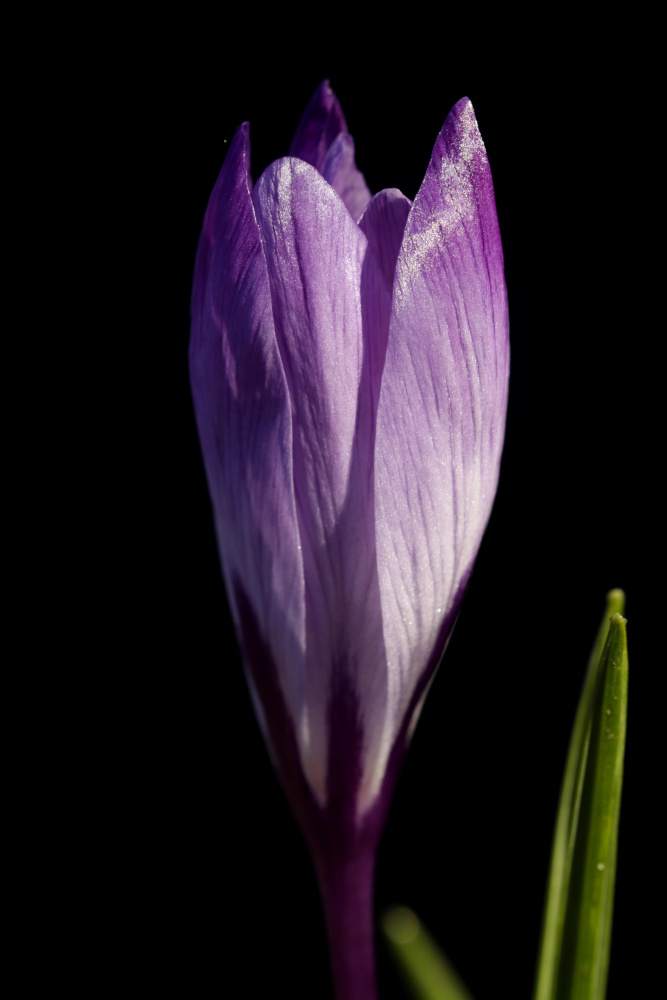 Crocus